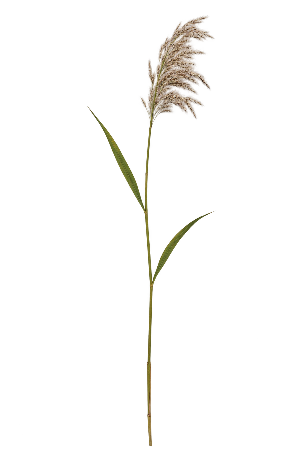 草に紛れて、穂をつけた細長い茎の植物が1本生えています。